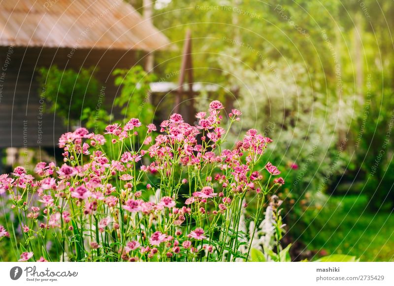 private summer cottage garden view Design Beautiful Relaxation Leisure and hobbies Summer Garden Decoration Gardening Nature Landscape Plant Tree Flower Grass