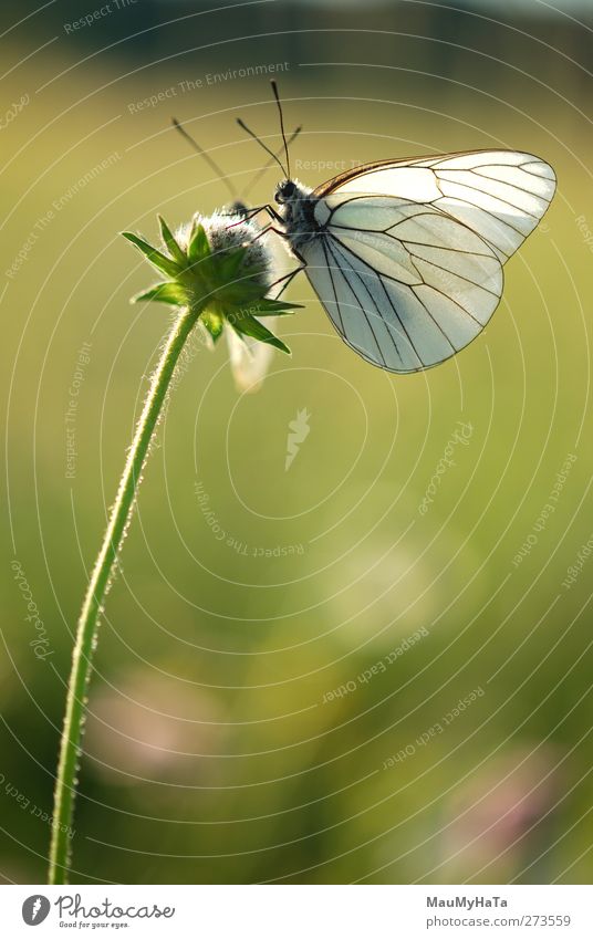 Fruit Butterflies Nature Plant Animal Sun Sunrise Sunset Sunlight Spring Climate Beautiful weather Flower Grass Leaf Blossom Park Field Forest Oasis Wild animal