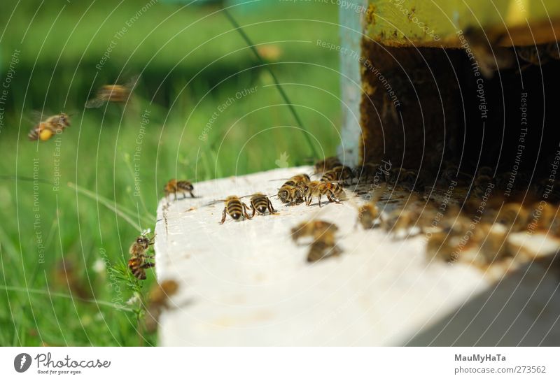 bee Nature Plant Animal Sunlight Spring Beautiful weather Tree Flower Grass Leaf Blossom Garden Park Field Select Movement Running Playing Colour photo