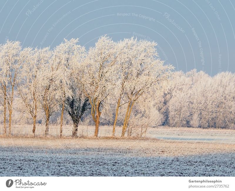 Winter landscape in the Lüneburg Heath Environment Nature Landscape Plant Cloudless sky Sunlight Beautiful weather Ice Frost Tree Oak tree Birch tree Field