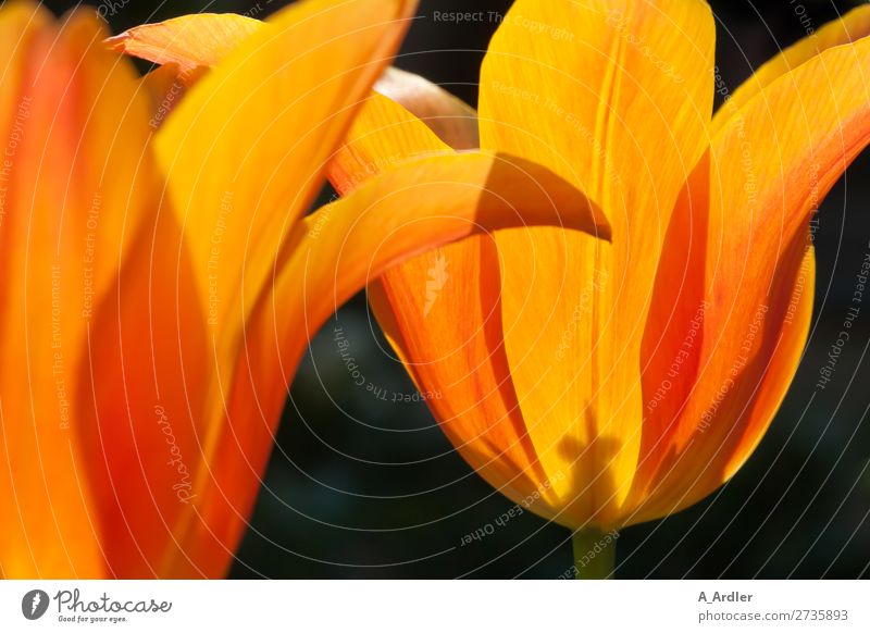 Tulips in sunlight Nature Plant Spring Summer Beautiful weather Blossom Wild plant Bud Pistil Flowering plant Flower stem Calyx Garden Park Meadow Tulip blossom