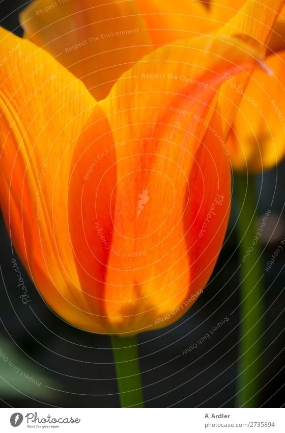 tulips Nature Plant Summer Tulip Garden Park Beautiful Orange Tulip blossom Blossom Flowering plant Calyx Flower stem Colour photo Exterior shot Close-up Detail