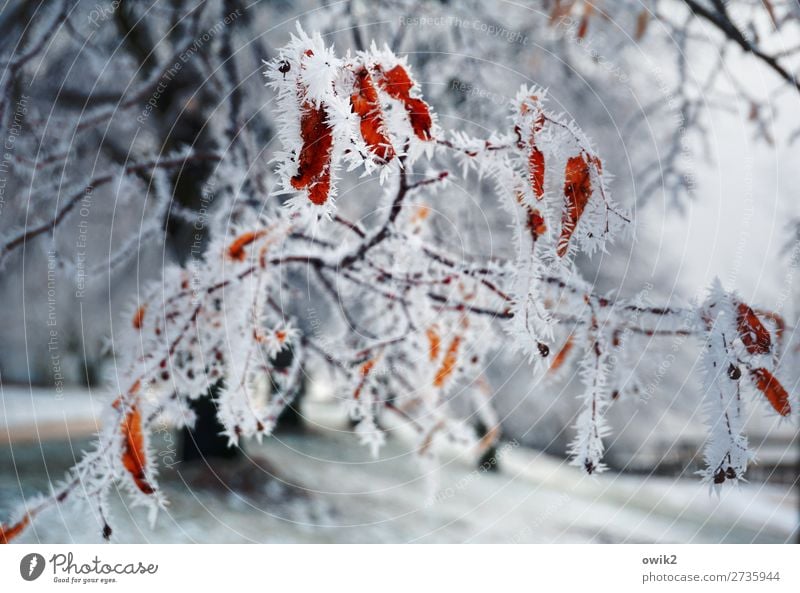 Crystals on the tree Environment Nature Landscape Plant Winter Beautiful weather Ice Frost Snow Tree Twig Freeze Cold Thorny Bizarre Delicate Fragile Hoar frost