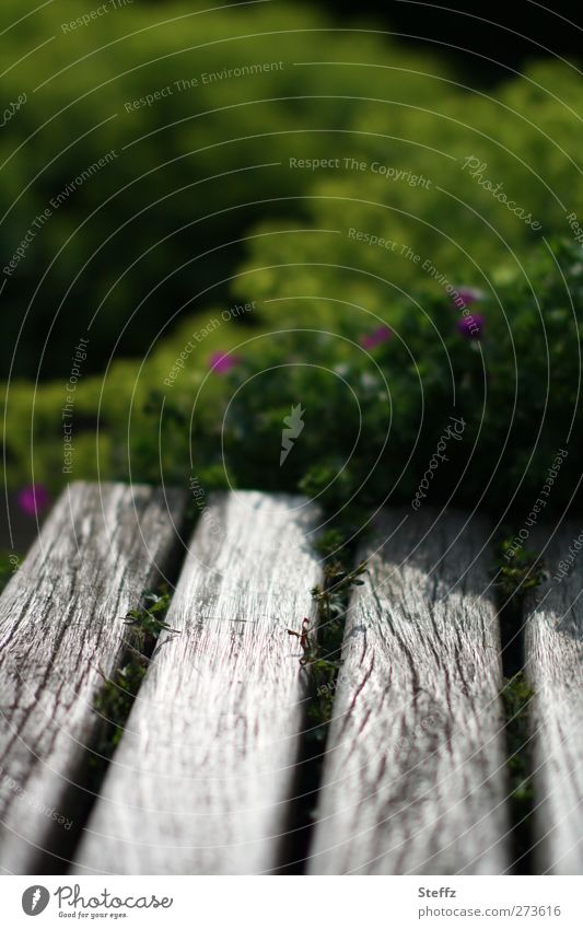 linger a moment bench Wooden bench Bench Gray Mood lighting Break differently Seating Calm Loneliness Texture of wood playground Illuminating Empty Dark green