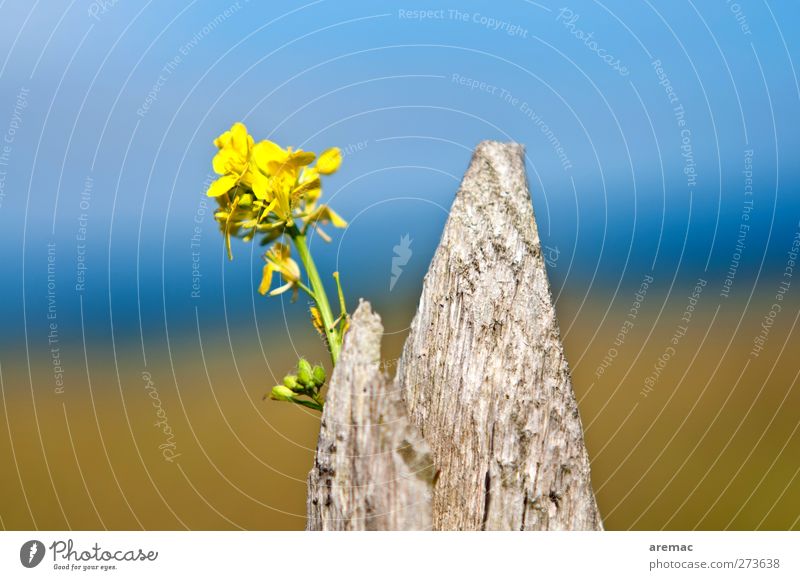 Fence with sea view Beautiful weather Plant Flower Blossom Wild plant Coast Blue Yellow Relaxation Calm Fence post Colour photo Multicoloured Exterior shot