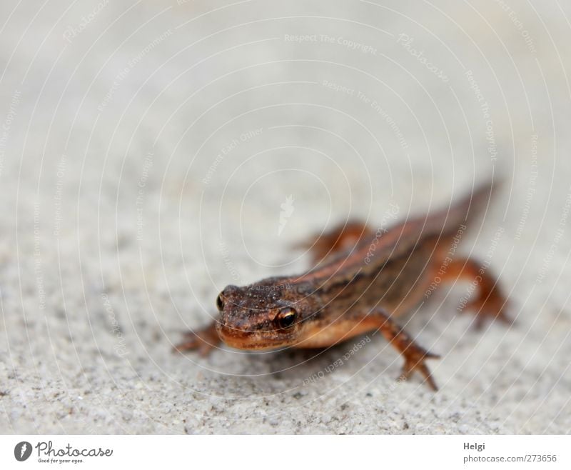 unusual visitor... Nature Animal Summer Garden Wild animal Lizards 1 Baby animal Stone Observe Looking Wait Esthetic Exceptional Small Natural Cute Brown Gray