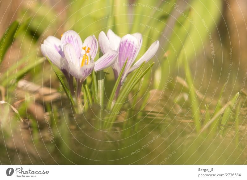 SPRING MESSENGERS Environment Nature Landscape Plant Sunlight Spring Beautiful weather Warmth Flower Grass Blossom Garden Meadow Blossoming Yellow Violet