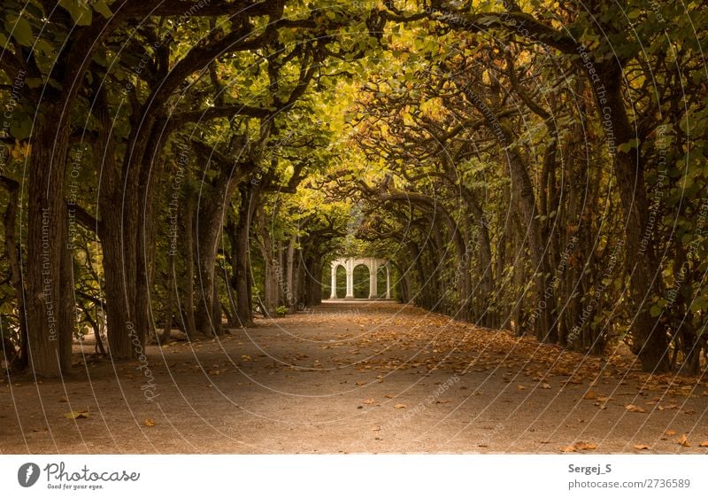 pavilion Nature Summer Autumn Beautiful weather Tree Park Avenue Bayreuth Germany Deserted Old Historic Yellow Gold Orange Warm-heartedness Romance Calm