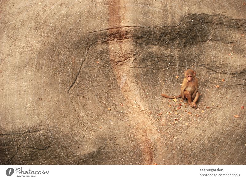 after all, you're always alone in life. Animal Wild animal Zoo Monkeys 1 Sit Brown Sadness Loneliness Gloomy Tracks Rock Canyon Colour photo Exterior shot