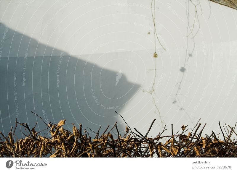 hedge Environment Nature Autumn Agricultural crop Town Manmade structures Building Wall (barrier) Wall (building) Facade Good Hedge Tendril Garden Shadow play