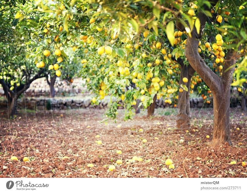 Orange Garden VI Art Esthetic Lemon Lemon juice Lemon yellow Lemon tree Lemon leaf Tree Plantation Majorca Mature Vitamin C Colour photo Subdued colour