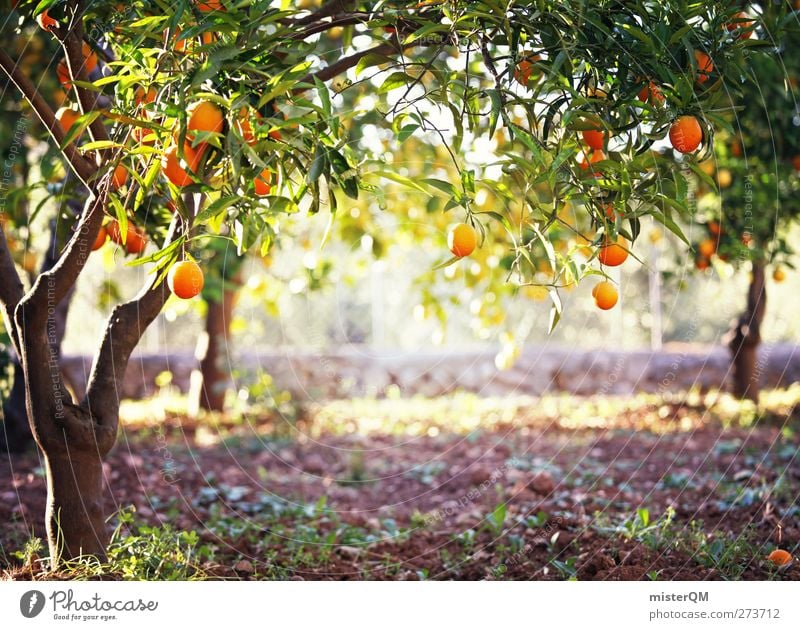 Orange Garden VII Art Esthetic Orange juice Orange tree Orange plantation Mature Plantation Majorca Spain Vacation mood Idyll Fantastic Colour photo