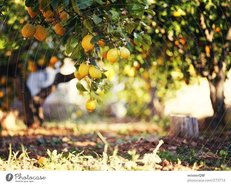 Orange Garden VIII Art Esthetic Sour Lemon Lemon juice Lemon yellow Lemon tree Lemon leaf Plantation Fantastic Idyll Nature Primordial Ecological