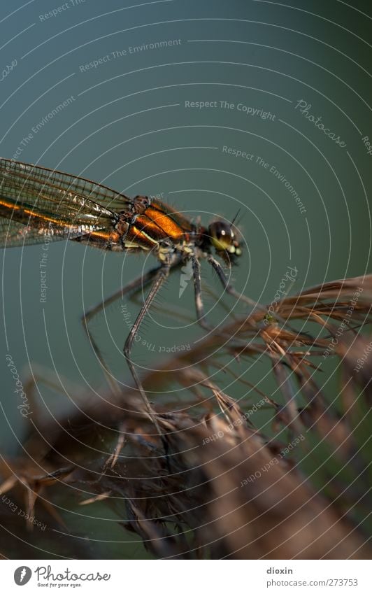 Different World Environment Nature Plant Common Reed Animal Wild animal Wing Insect Dragonfly Dragonfly wings 1 Sit Wait Small Natural Macro (Extreme close-up)