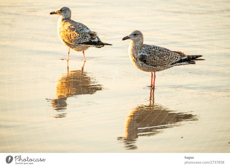 young silver gull at the Baltic Sea beach in Poland Beach Animal Wild animal Bird 2 Gold silver gulls youthful water Shallow Stand Evening sun golden hour