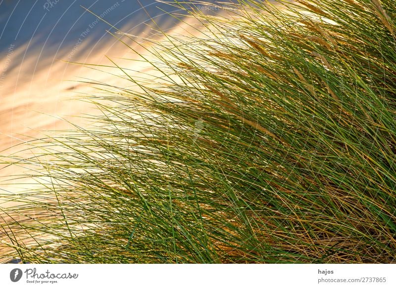 Beach grass at the Baltic Sea Summer Plant Sand Grass Blue Green marram grass strand Poland Fl plants Dune Sandy beach Colour photo Exterior shot Deserted