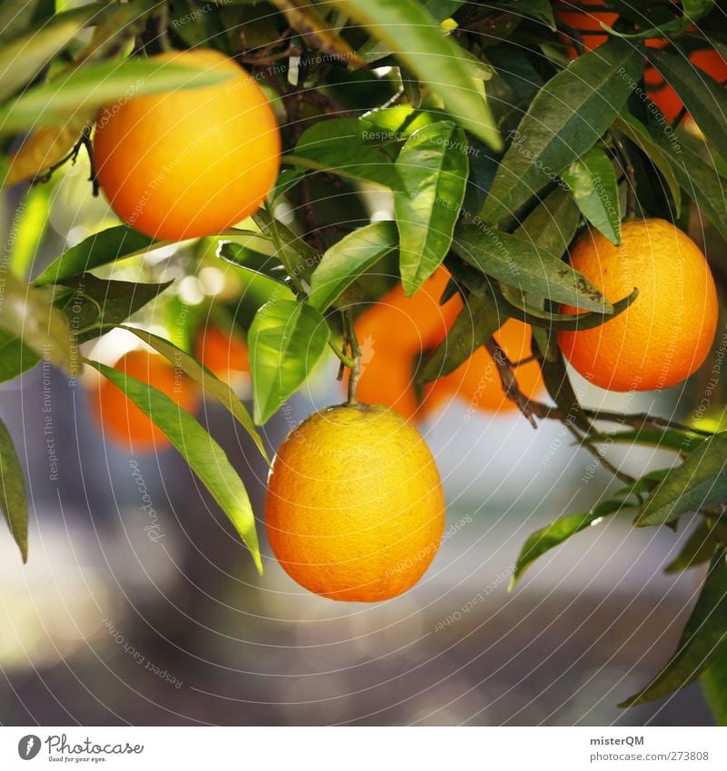 Orange Garden X Food Fruit Nutrition Organic produce Vegetarian diet Environment Nature Esthetic Orange tree Growth Hang Mature Vitamin C Healthy Colour photo