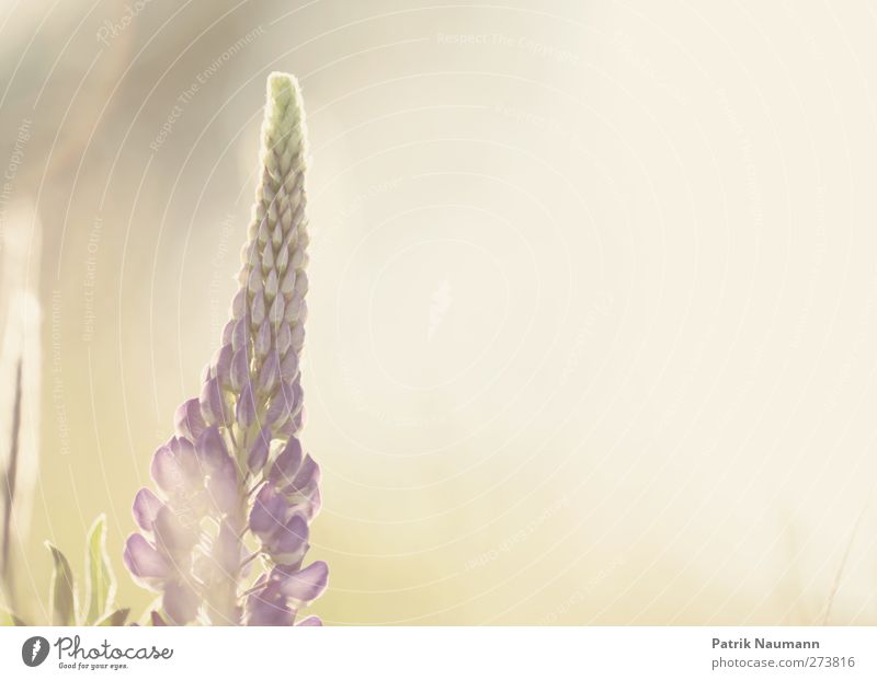 lupinus polyphyllus Environment Nature Plant Animal Sunrise Sunset Sunlight Summer Climate change Beautiful weather Grass Blossom Wild plant Lupin blossom