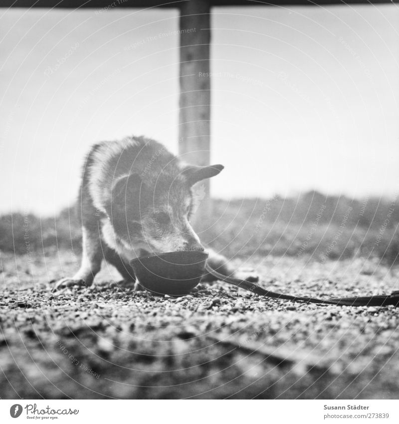 Hiddensee cloud. Pet Dog Sadness Drinking Old Fatigue Exhaustion Help Break Picnic Dog lead Favorite place Sit Food bowl Black & white photo Close-up Deserted