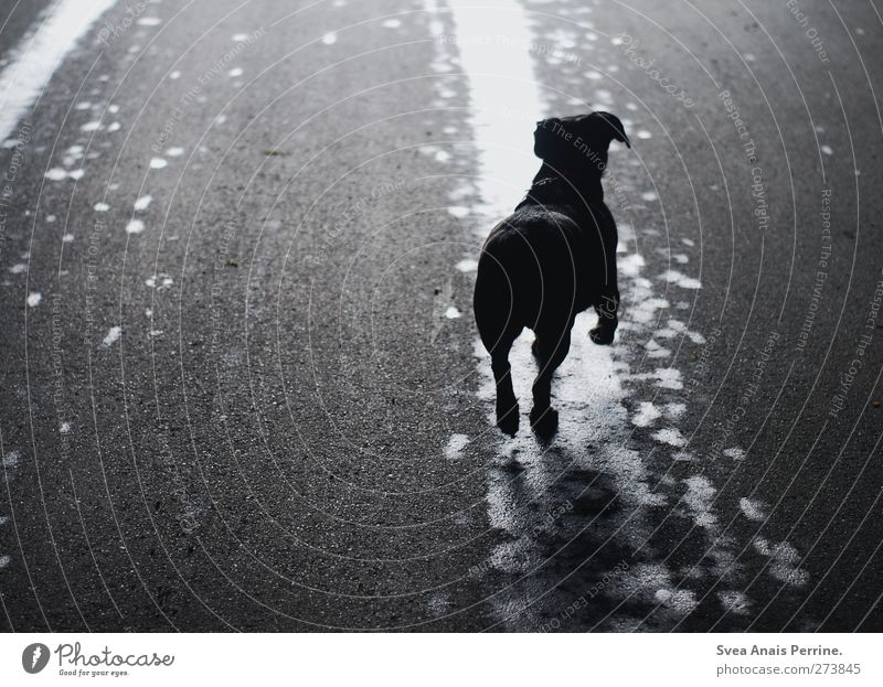 . Street Asphalt Animal Pet Dog 1 Movement Jump Dark Wet Town Spring fever Trust Puddle Silhouette Colour photo Subdued colour Exterior shot Deserted