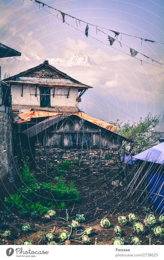 Farmhouse in Ghandruk with Annapurna in the background mountains High mountain region Sunlight Asia Nepal Himalayas Peak Hut Mountain farmer