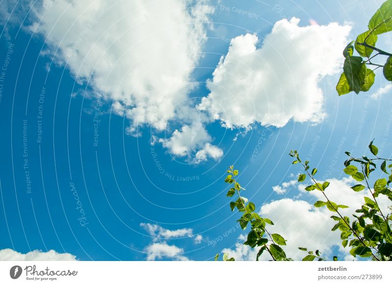 plum tree Summer Garden Environment Nature Landscape Plant Sky Clouds Climate Climate change Weather Beautiful weather Leaf Blossom Park Growth Garden plot