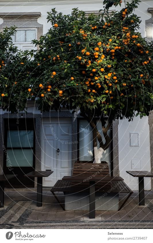 shaded place fruit Fruit trees Tree Places Bench Table Town Portugal Lisbon House (Residential Structure) Exterior shot Colour photo Autumn Winter