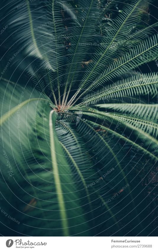 Leaves of afar Nature Green Pattern Structures and shapes Fern Pteridopsida Fern leaf Foliage plant Greenhouse Botanical gardens Botany Colour photo