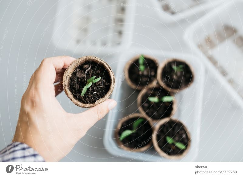 seedlings in peat pots Lifestyle Shopping Beautiful Wellness Leisure and hobbies Flat (apartment) Environment Nature Landscape Elements Spring Beautiful weather