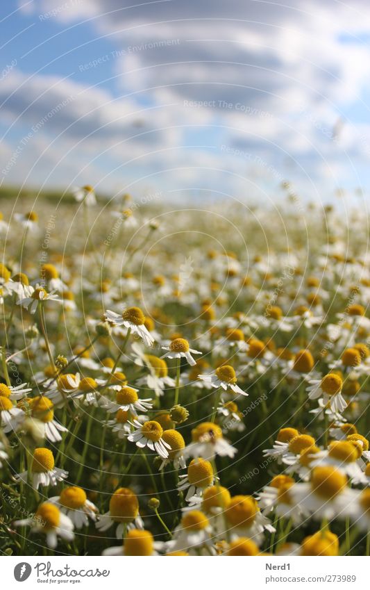 Ka Mill Nature Plant Sky Clouds Summer Beautiful weather Blossom Foliage plant Agricultural crop Field Infinity Positive Blue Yellow Green White Relaxation