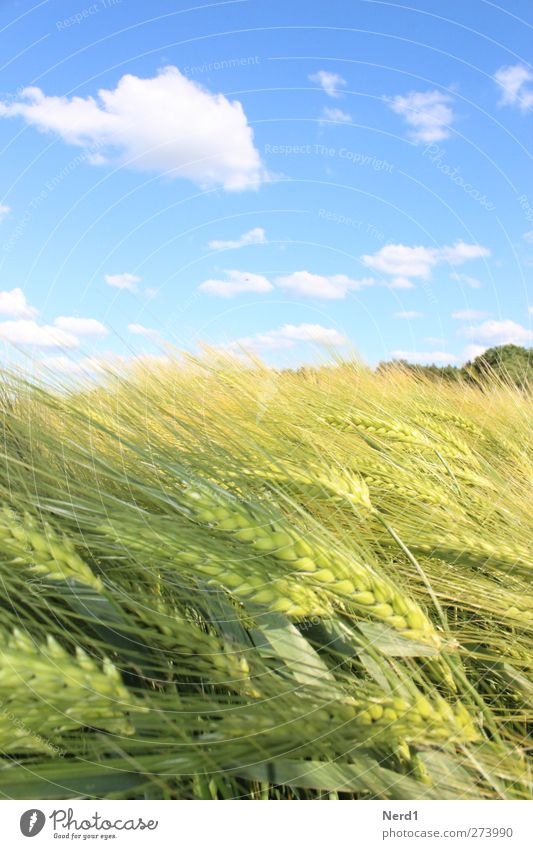 grain Environment Nature Sky Clouds Summer Beautiful weather Agricultural crop Field Blue Yellow Green White Idyll Cornfield Colour photo Exterior shot Deserted