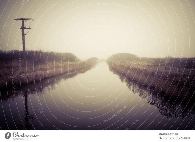 At the river Nature Landscape Water Sky Horizon Fog Common Reed River Fohr Germany Deserted Moody Loneliness Idyll Calm Mystic Wet meadow Marsh grass