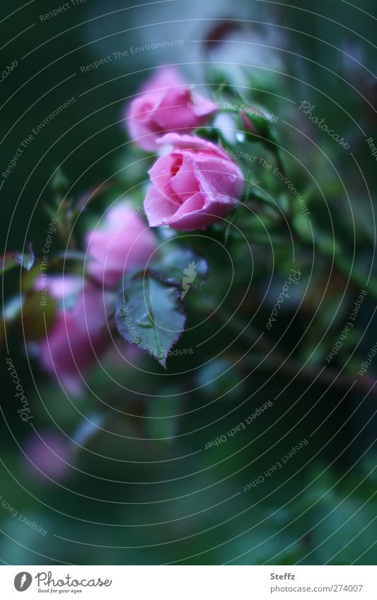 is a rose pink Elegant Garden rose Rose blossom fragrant Decent Exceptional Dark green blooming rose Rose leaves Rose garden Pink fragrances Uniqueness