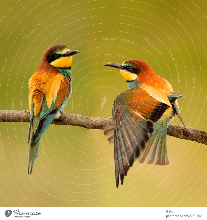 Pair of bee-eaters perched on a branch. Eating Beautiful Couple Environment Nature Animal Bird Bee Love Wild Blue Green Black White Colour wildlife colorful