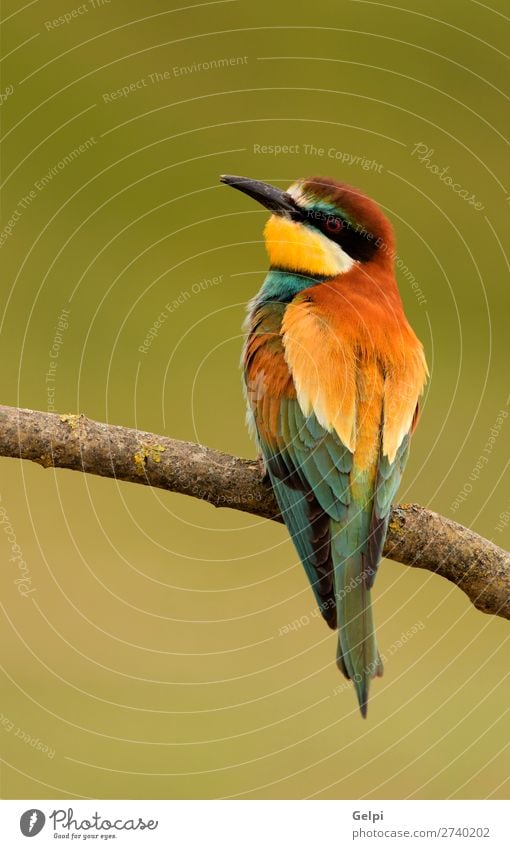 Portrait of a colorful bird Exotic Beautiful Freedom Nature Animal Bird Bee Glittering Feeding Bright Wild Blue Yellow Green Red White Colour wildlife bee-eater