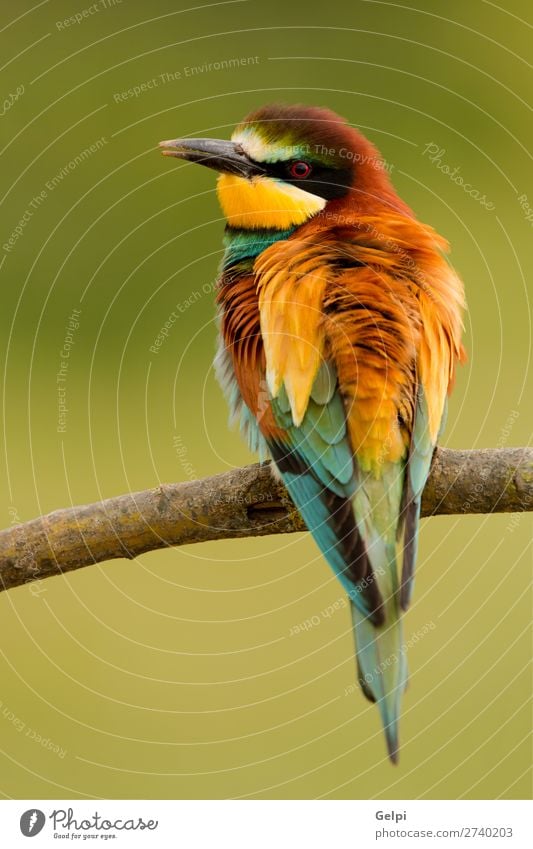 Portrait of a colorful bird Exotic Beautiful Freedom Nature Animal Bird Bee Glittering Feeding Bright Wild Blue Yellow Green Red White Colour wildlife bee-eater