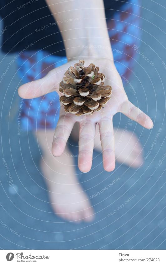 Boy (barefoot) has pine cone in outstretched hand Child Hand Fingers 1 Human being Summer Beautiful weather Blue Brown Black Cone Part of the plant Open Shorts