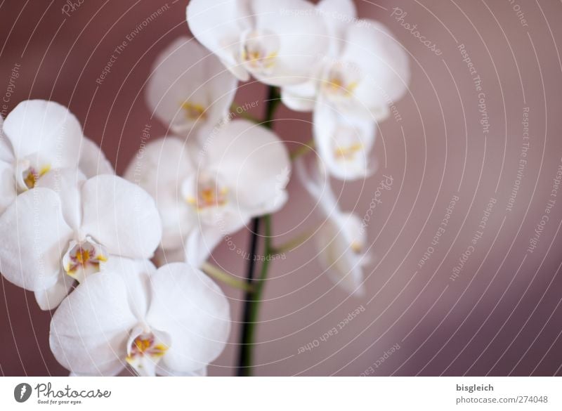 orchid Zoo Plant Flower Orchid Blossom Pot plant Blossoming Brown White Intuition Emotions Romance Colour photo Subdued colour Interior shot Deserted