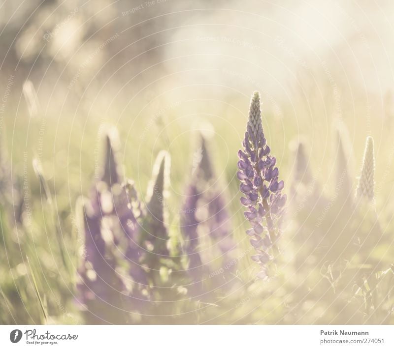 In focus Environment Nature Plant Animal Sunlight Summer Climate change Beautiful weather Blossom Wild plant Lupin Meadow Field Blossoming Fragrance To enjoy