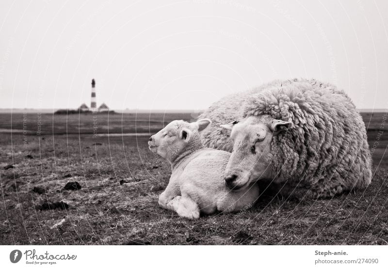 togetherness Bad weather Wind Rain Grass Hill North Sea Baltic Sea Tower Lighthouse Tourist Attraction Animal Farm animal Pelt Sheep Lamb 2 Baby animal