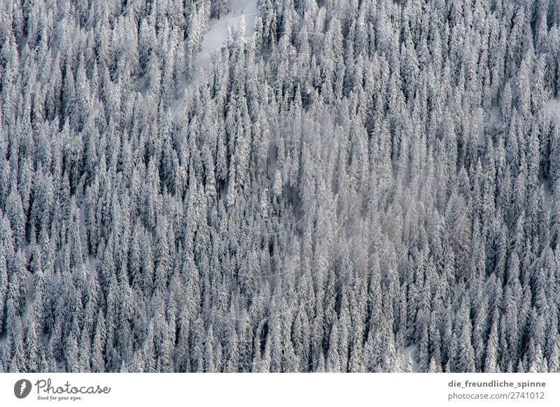 winter maze Nature Landscape Plant Winter Beautiful weather Wind Snow Tree Wild plant Innsbruck Austria Europe Above Under Gray Green White Adventure Loneliness