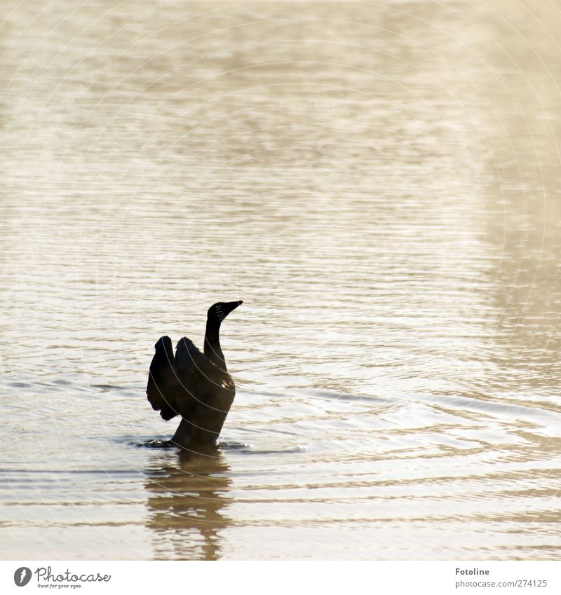 Stretch! Environment Nature Animal Elements Water Coast Lakeside Pond Wild animal Bird Wing 1 Bright Wet Natural Goose Plumed Feather Beak Colour photo