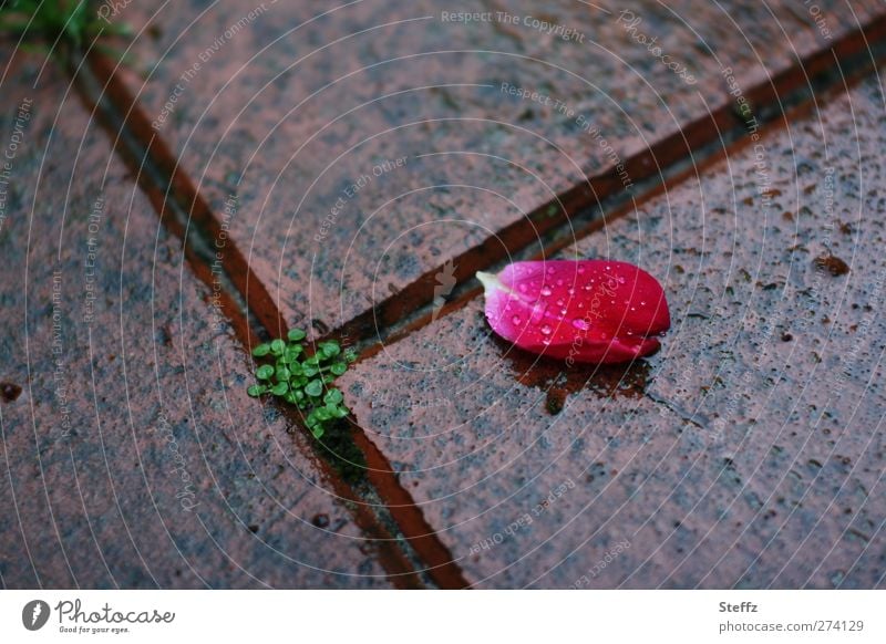 transience Blossom leave Transience pink transient Meaning Rose petal melancholically Faded sad romantic Limp Red fallen Death Sadness Decline nostalgically