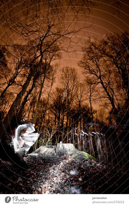 Lightscribe Art III - Illuminated Forest Nature Orange Black White Dark Mysterious Lighting Tree stump Starlit City light Colour photo Exterior shot Deserted