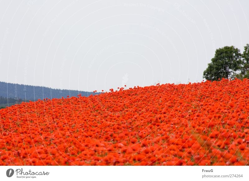 Moooohn...! Nature Landscape Sky Spring Plant Bushes Poppy Corn poppy Field Hill Blossoming Illuminate Exceptional Fresh Blue Gray Green Red Spring fever