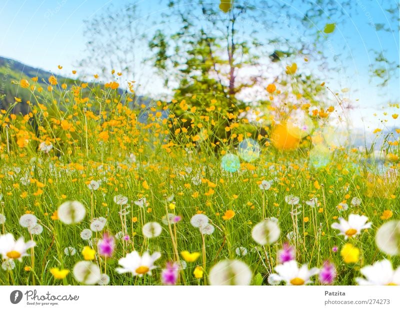 flower meadow Flower meadow Meadow flower Marguerite Dandelion Summer Spring Green Nature Landscape Back-light Patch of light Spring fever Deserted