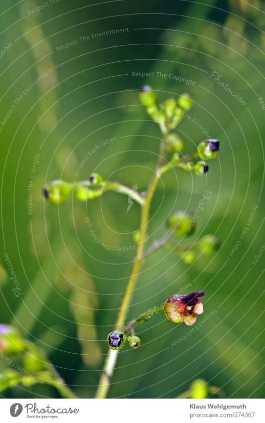 Knotty brownroot, from the frog's perspective it appears exotic. Environment Nature Plant Summer Blossom Foliage plant Forest "Tuberous Brownwort,"