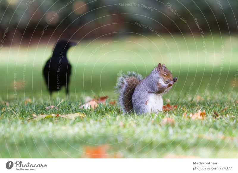 unconcernedly Nature Autumn Leaf Park Meadow London Animal Wild animal Bird Pelt Squirrel Crow Rodent 2 Dark Dangerous Recklessness Cleaning Sit Cute Helpless