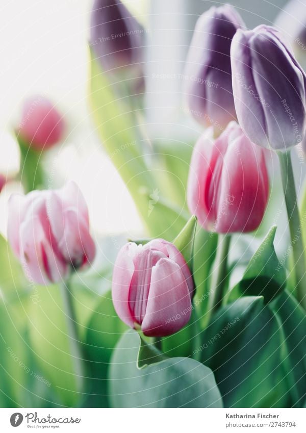 Tulips Tulips Tulips Tulips Work of art Painting and drawing (object) Nature Plant Leaf Blossom Decoration Bouquet Blossoming Illuminate Faded Green Violet Pink