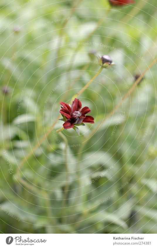 Flowers in the Elf Garden Environment Nature Landscape Plant Animal Grass Bushes Blossom Foliage plant Wild plant Pot plant Park Meadow Field Blossoming Growth